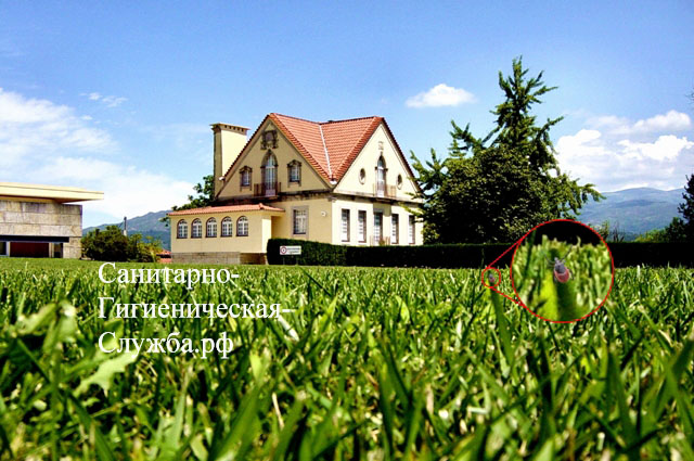 Акарицидная обработка, уничтожение клещей, оброботка от клещей